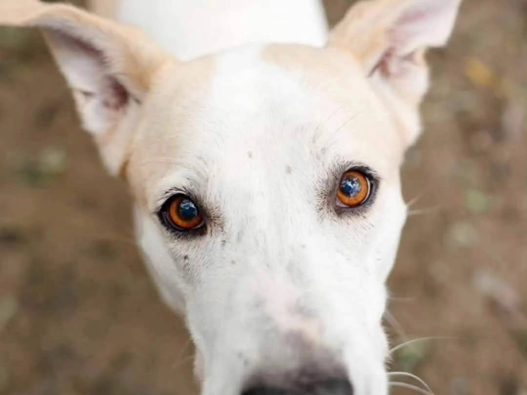 Adozione cane, femmina, Razza sconosciuta Razza sconosciuta, 11 anni e 9 mesi, taglia media, Torino