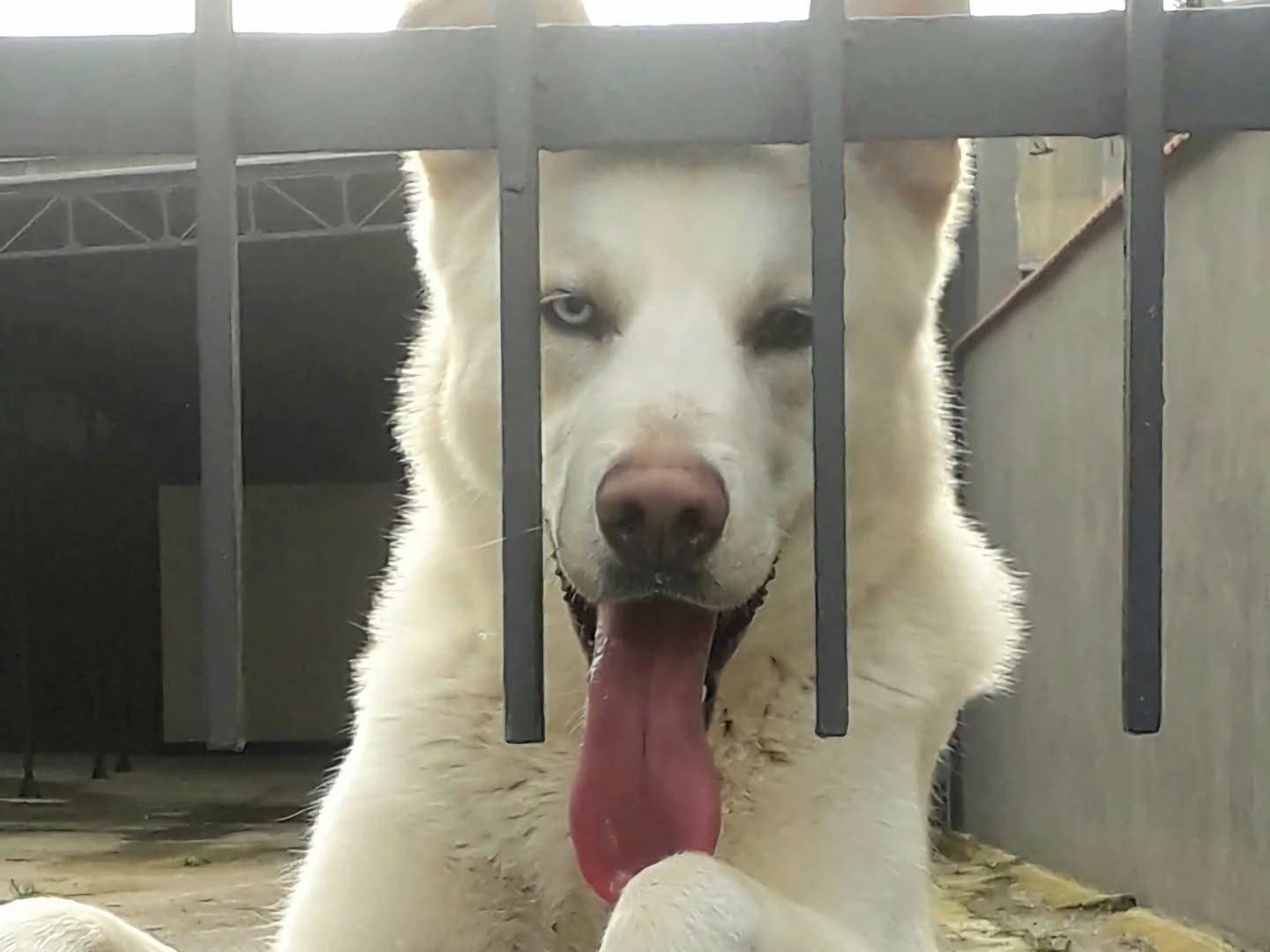 Vuoi adottare un cane a Napoli?