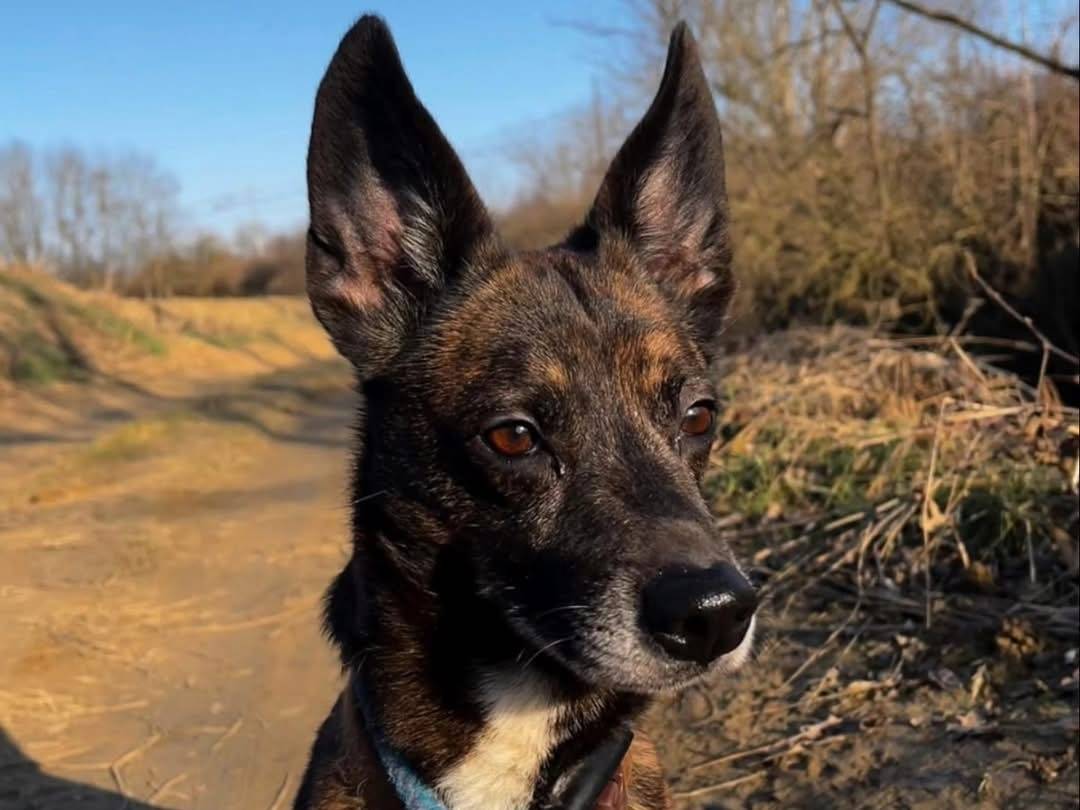 Adozione cane, maschio, Razza sconosciuta Razza sconosciuta, 8 anni  e 7 mesi , taglia media contenuta, Torino