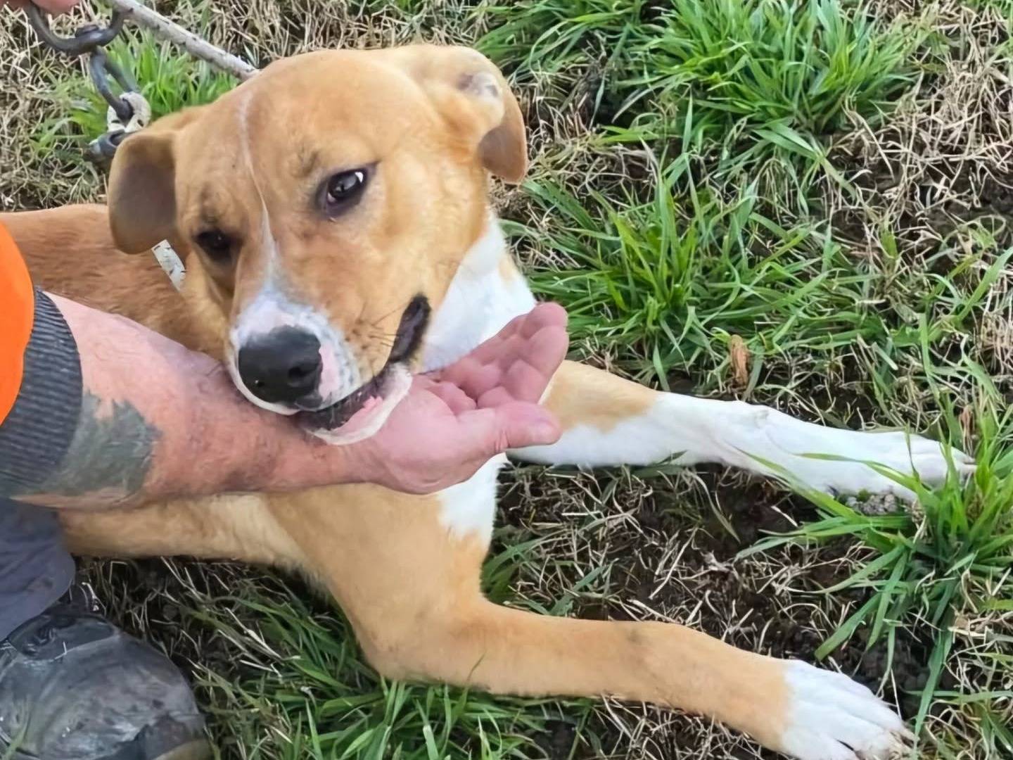 Adotta un cane, maschio, 8 mesi, Napoli