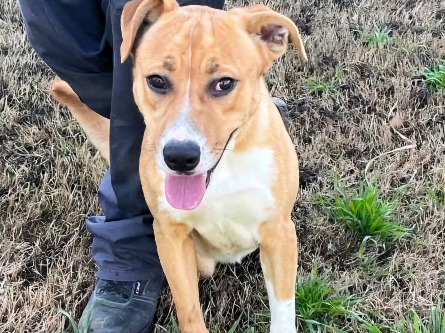 Adotta un cane, taglia media, maschio, Napoli