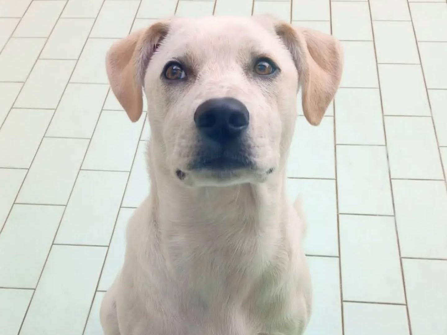 Adozione cane, femmina, Labrador Retriever Razza sconosciuta, 5 mesi, taglia grande, Napoli
