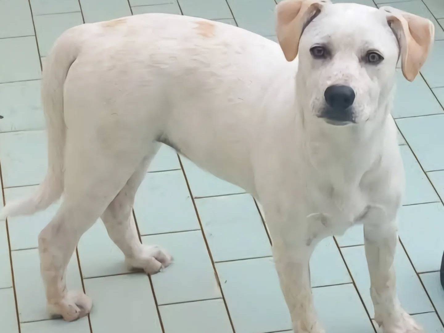 Adotta un cane, femmina, 5 mesi, Napoli