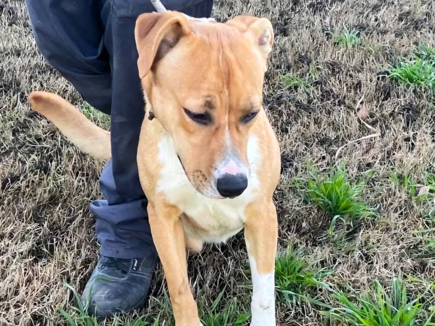 Vuoi adottare un cane a Napoli?