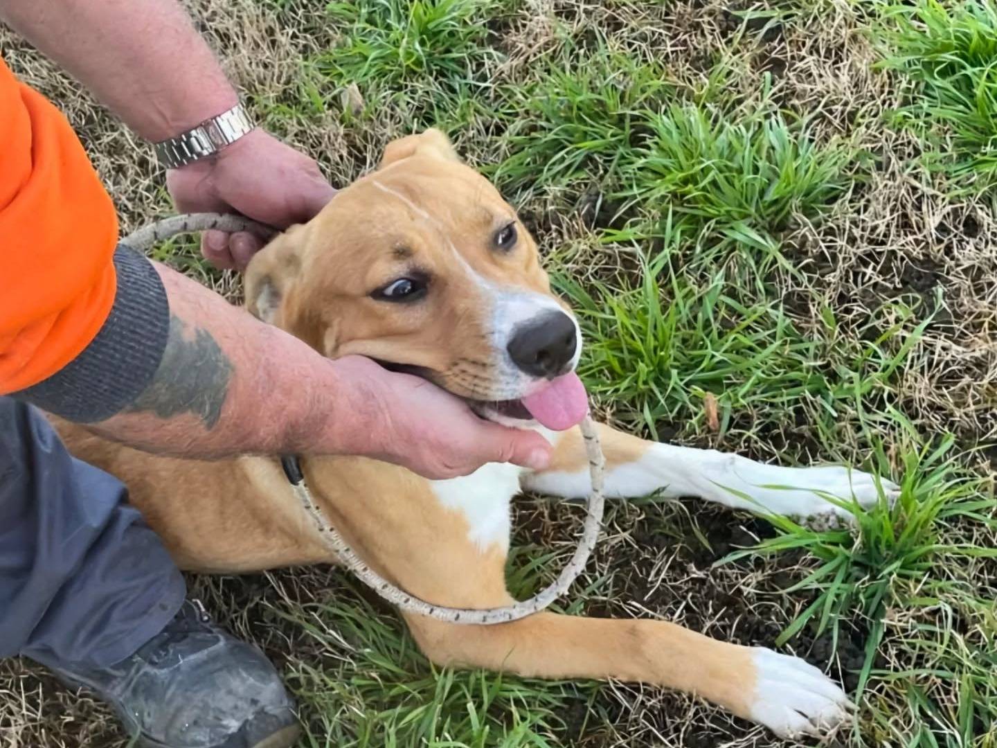 Adotta il cane Bross a Napoli