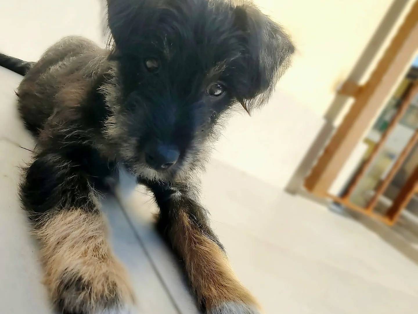 Adozione cane, maschio, Schnauzer Yorkshire Terrier, 11 mesi, taglia piccola, Napoli