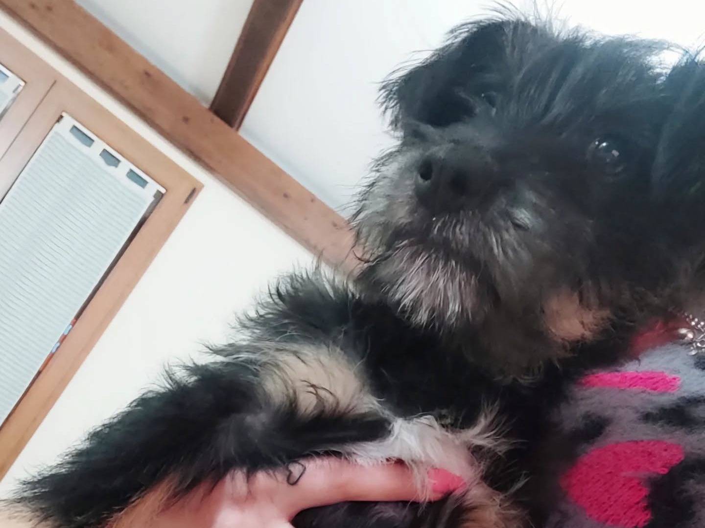 Adotta un cane, maschio, 11 mesi, Napoli