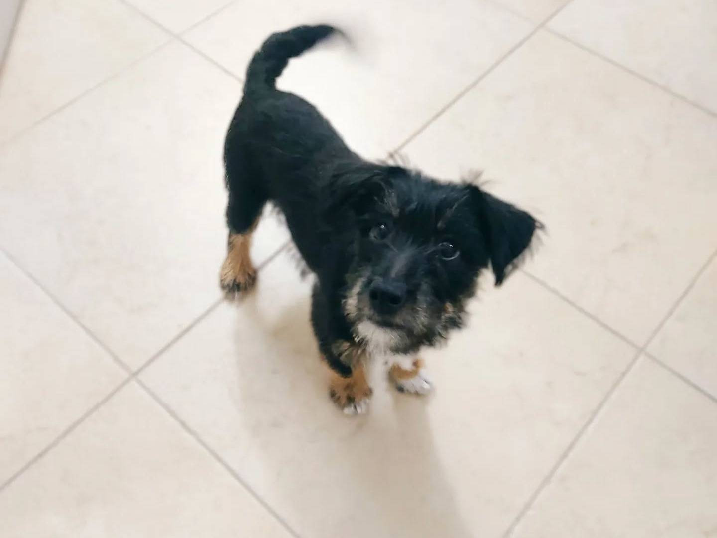 Adotta un cane, taglia piccola, maschio, Napoli