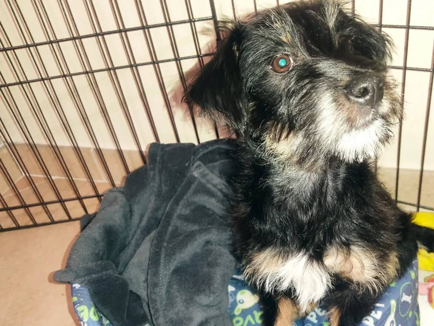Vuoi adottare un cane a Napoli?