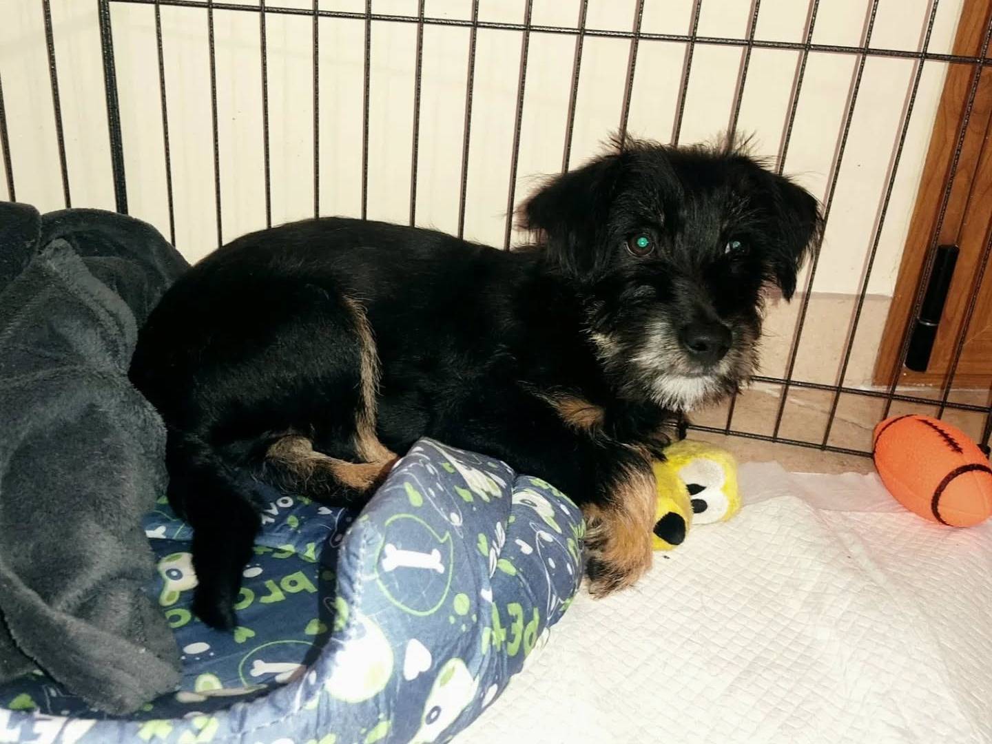 Adotta il cane Pupo a Napoli