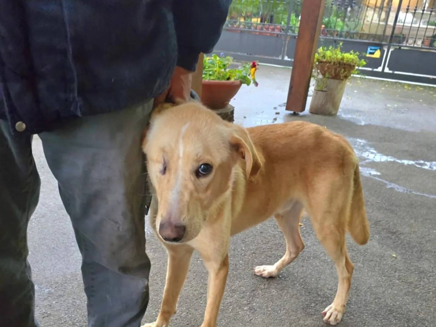 Adotta un cane, taglia media, maschio, Napoli