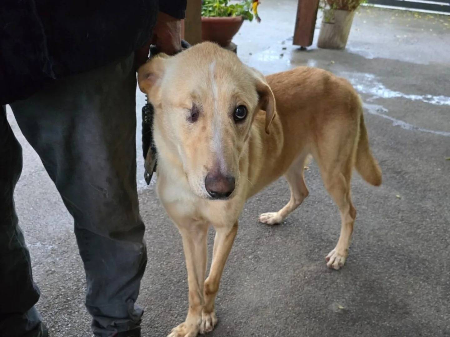 Vuoi adottare un cane a Napoli?