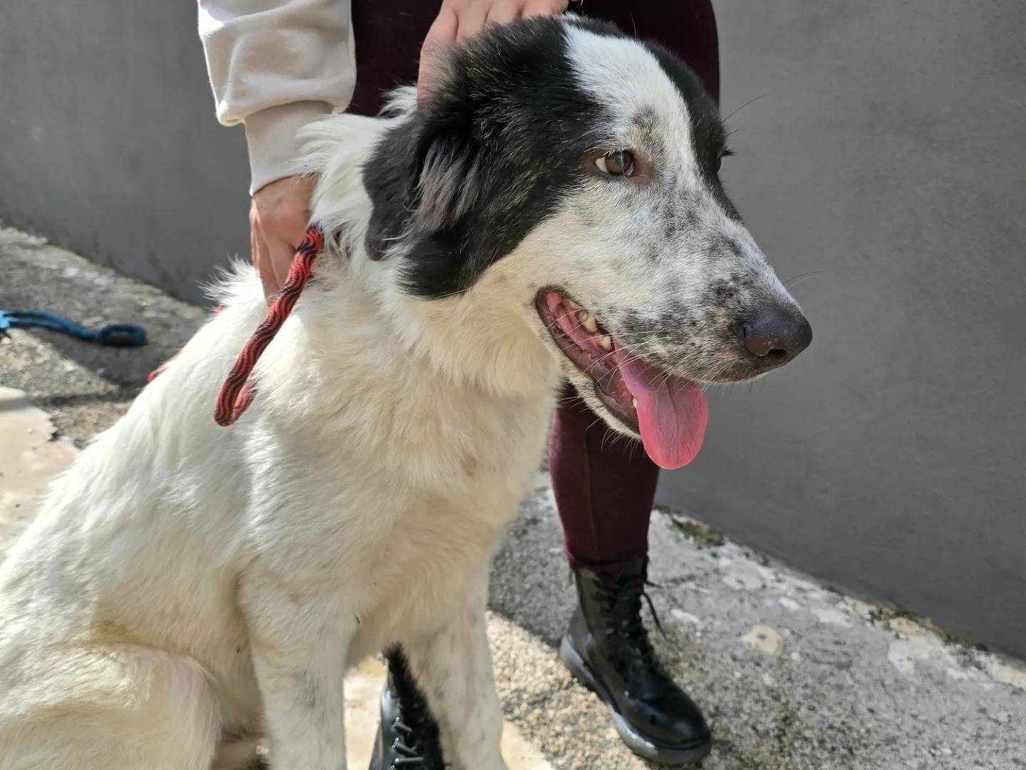 Adotta un cane, maschio, 1 anno, Napoli