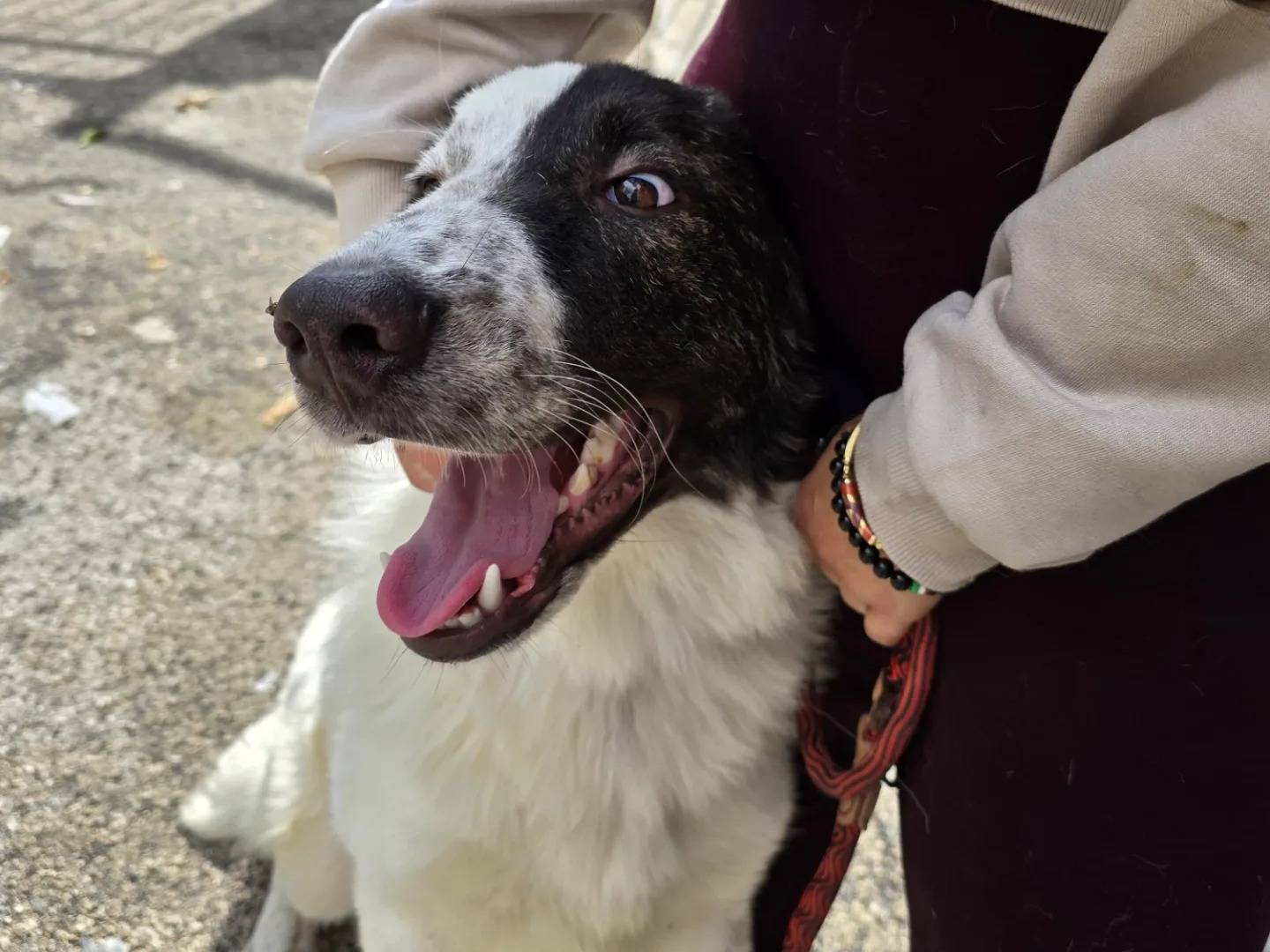 Adotta un cane, taglia gigante, maschio, Napoli