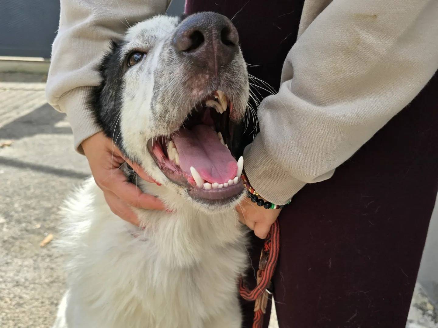 Vuoi adottare un cane a Napoli?