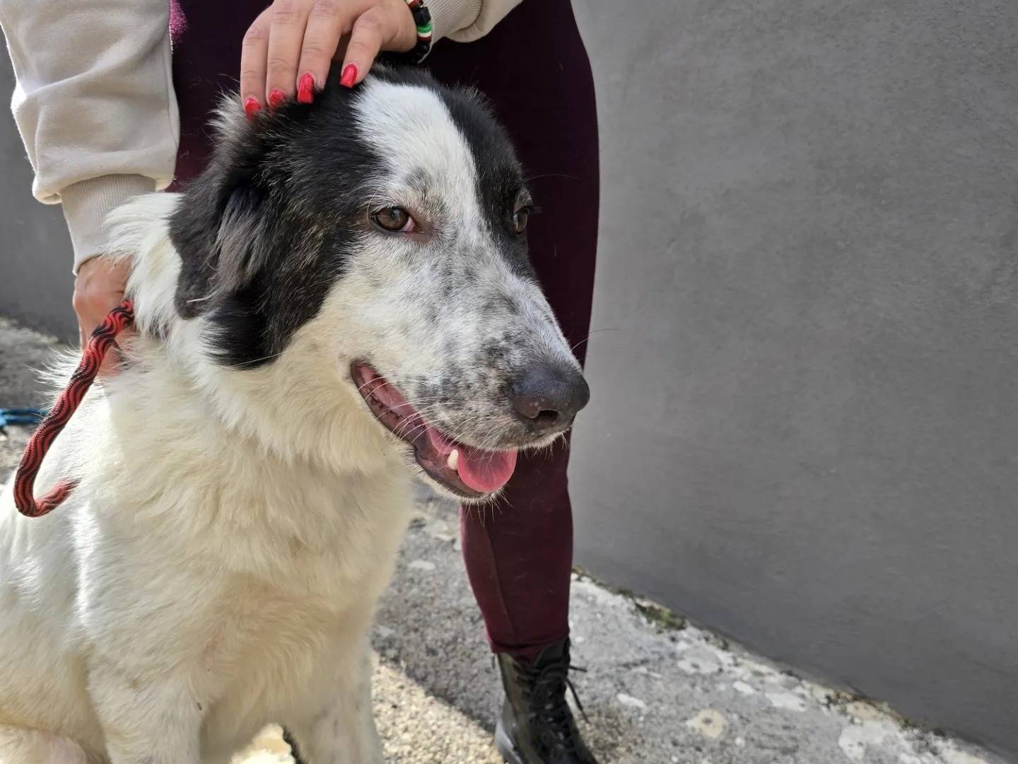 Adotta il cane Point a Napoli