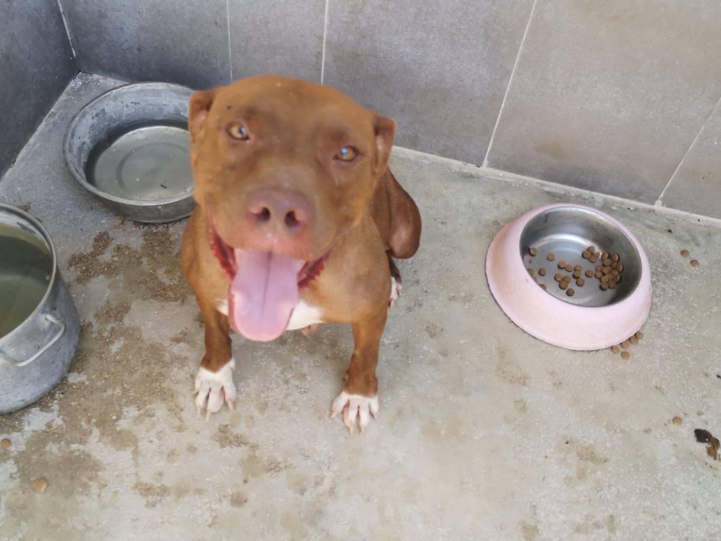 Adotta il cane SAND a Caserta