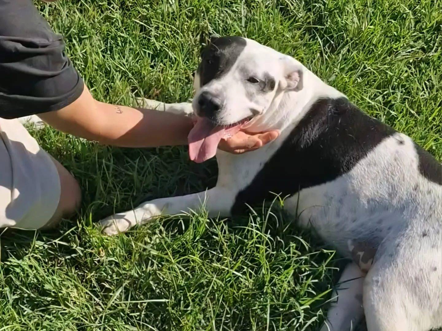 Vuoi adottare un cane a Napoli?