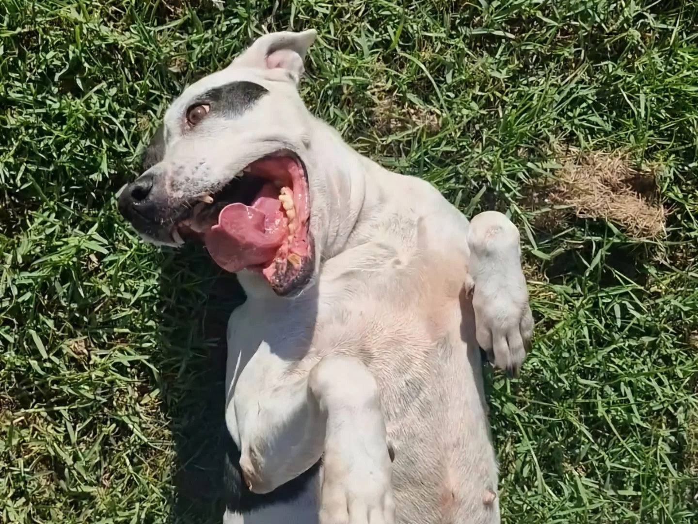 Adotta il cane Sole a Napoli
