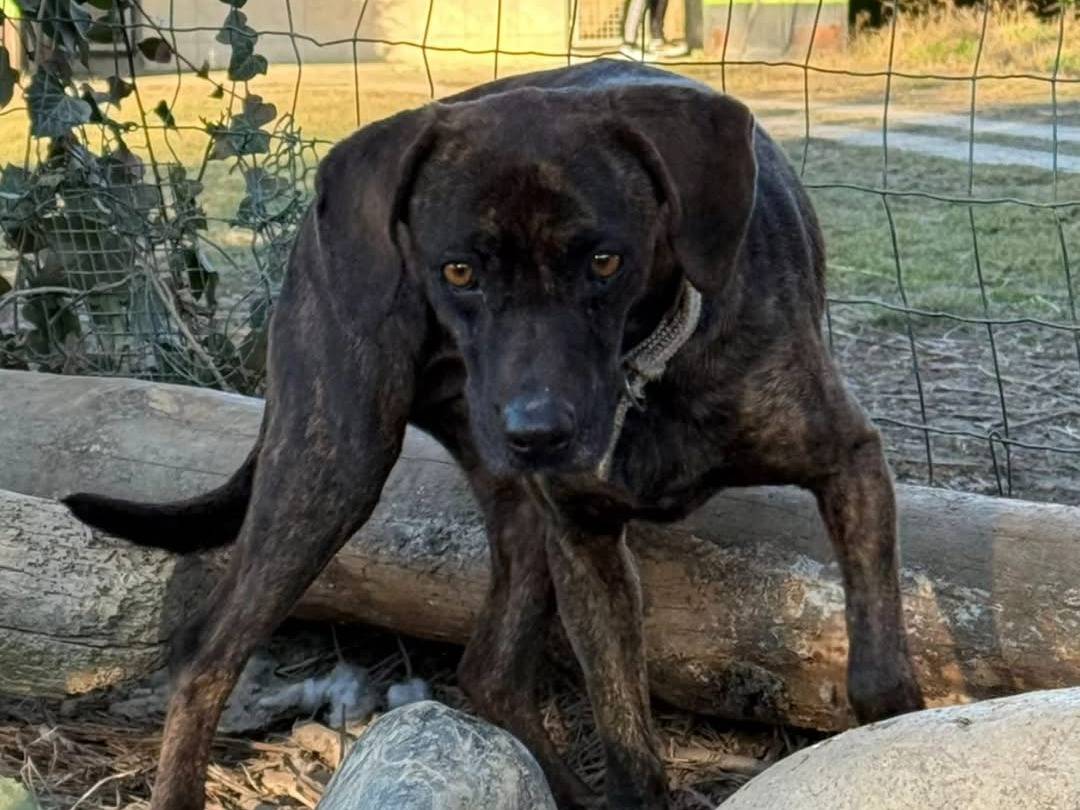 Adotta un cane, femmina, 3 anni  e 9 mesi , Torino