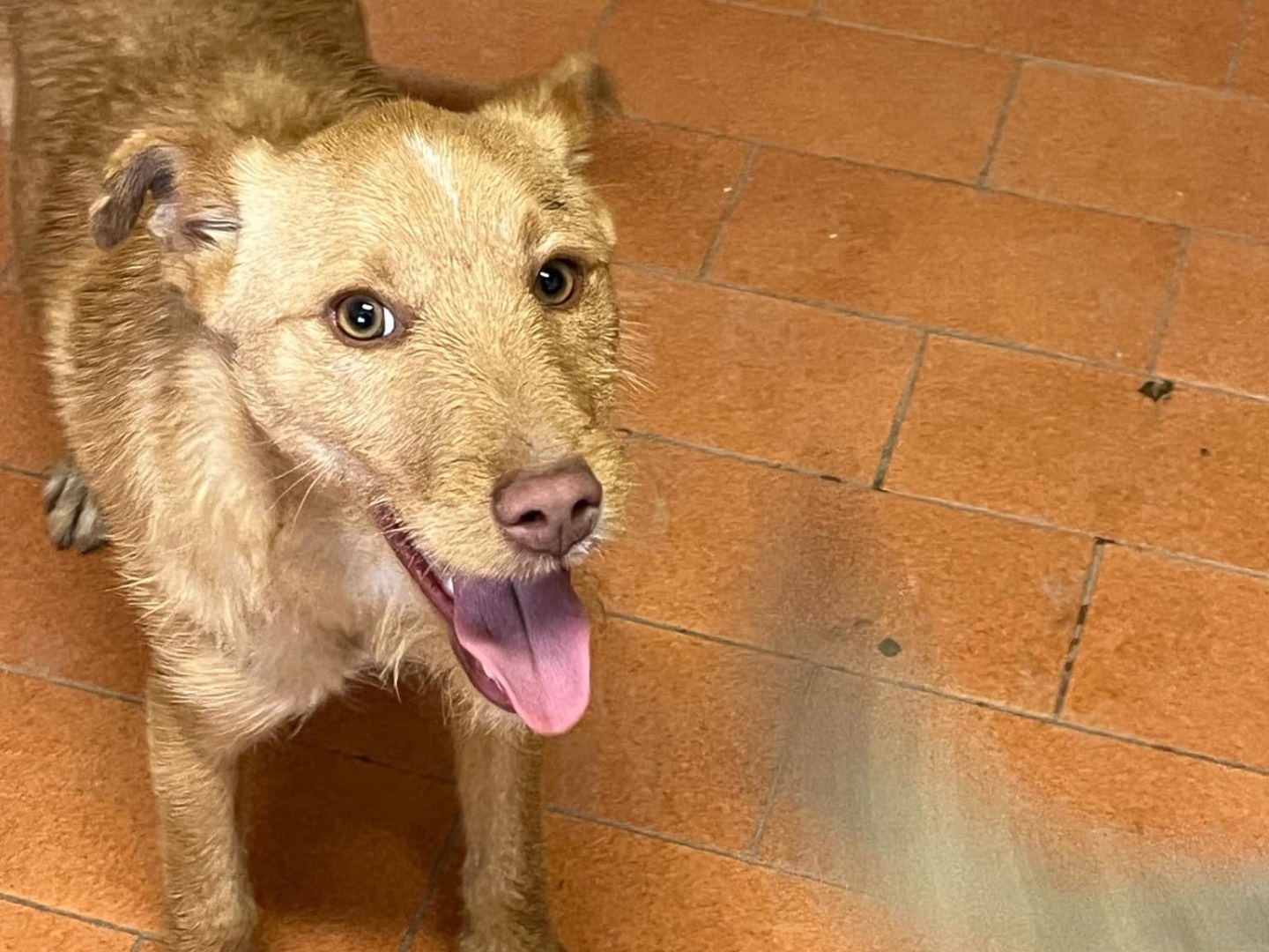 Adozione cane, maschio, Razza sconosciuta Razza sconosciuta, 10 mesi, taglia piccola, Agrigento