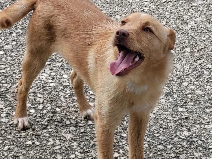 Adotta un cane, maschio, 10 mesi, Agrigento