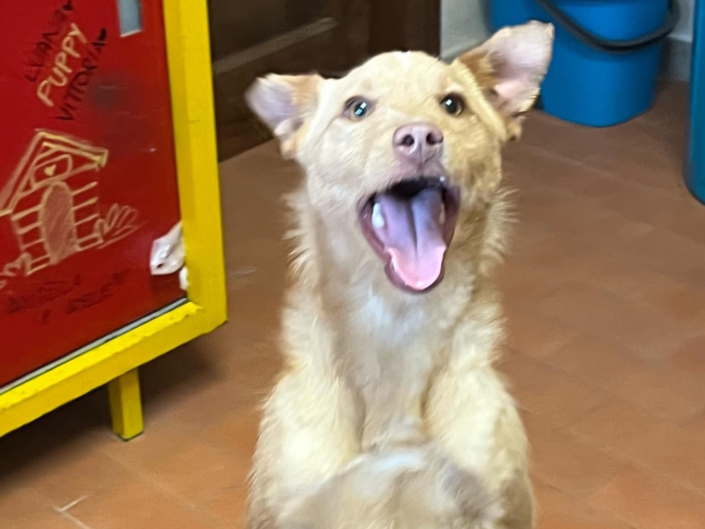 Adotta un cane, taglia piccola, maschio, Agrigento