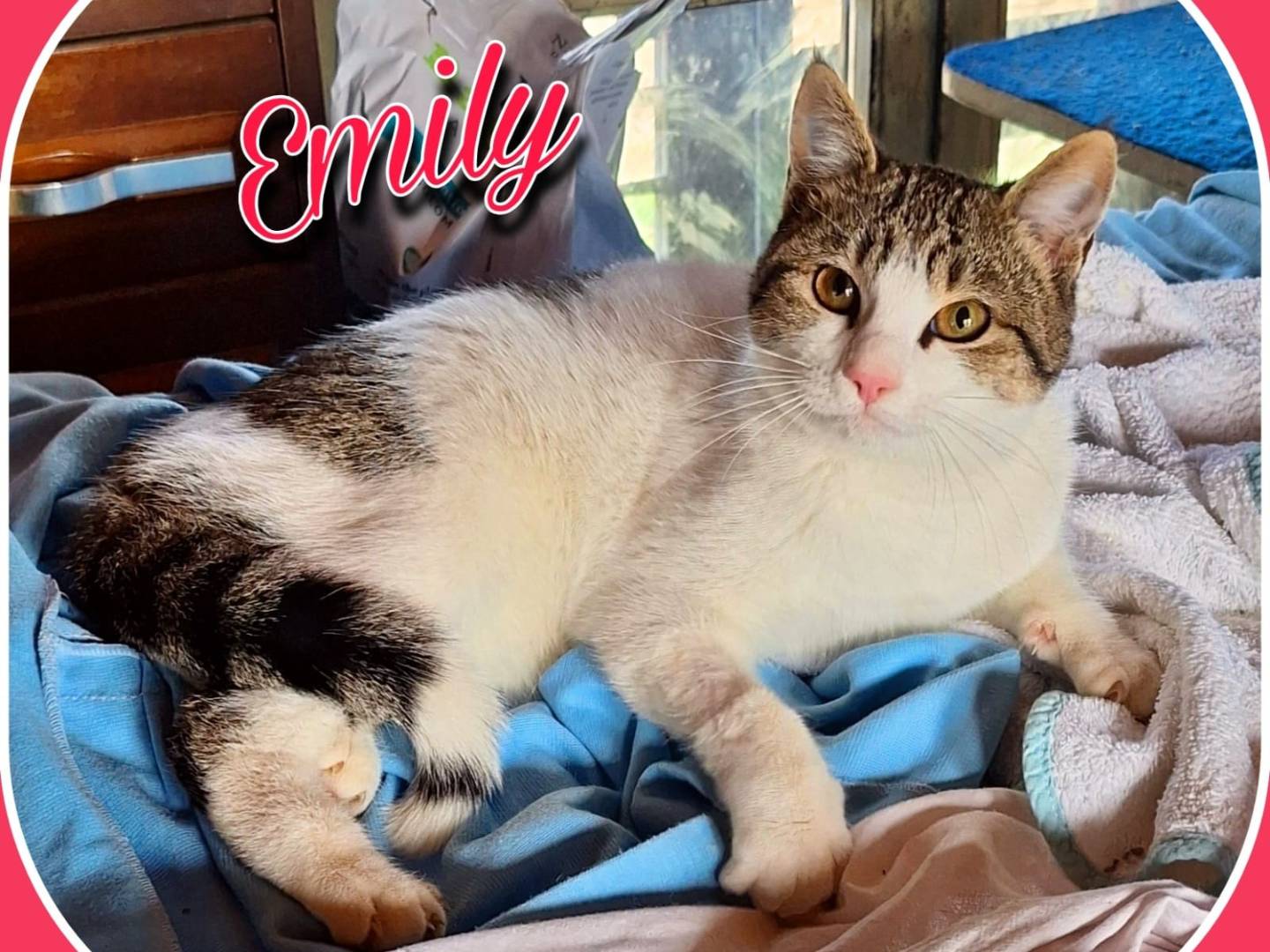 Adotta un gatto, femmina, 1 anno e 4 mesi, Parma