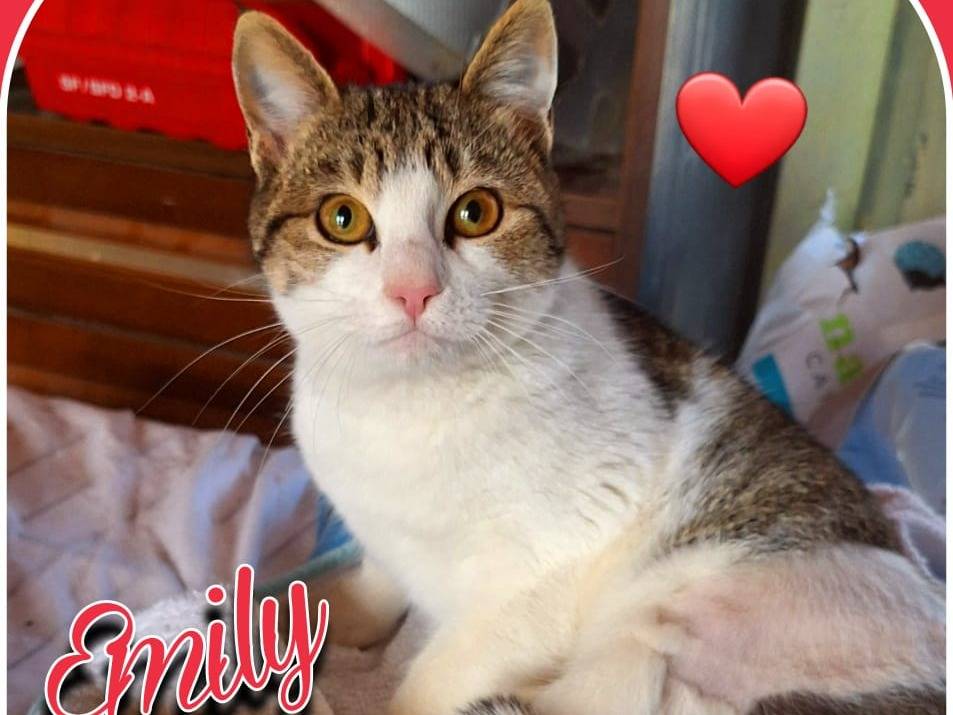 Adotta un gatto, taglia non valida, femmina, Parma