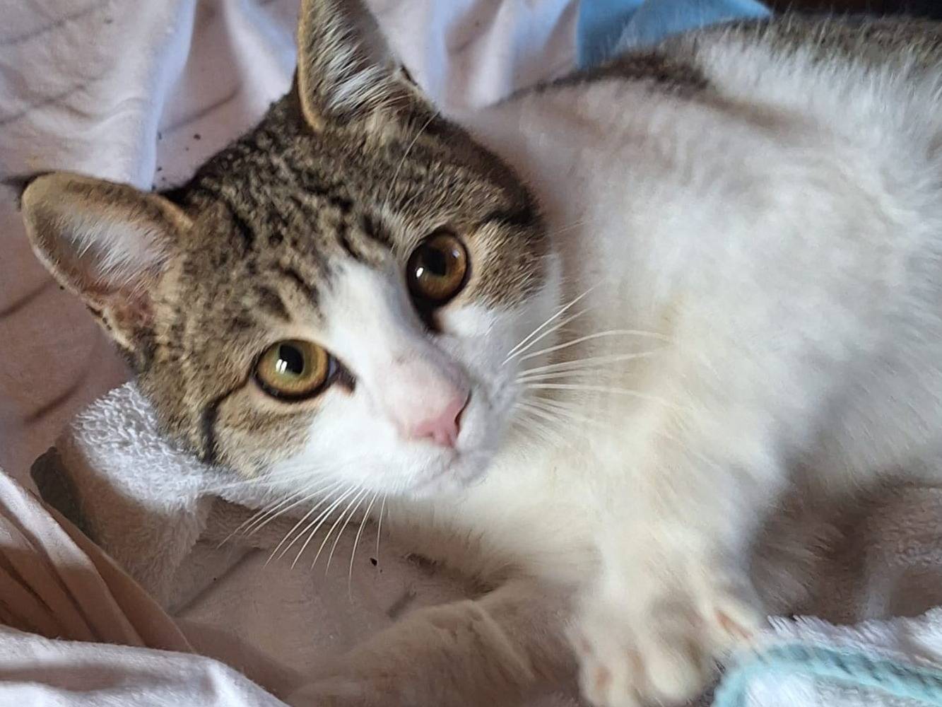 Vuoi adottare un gatto a Parma?