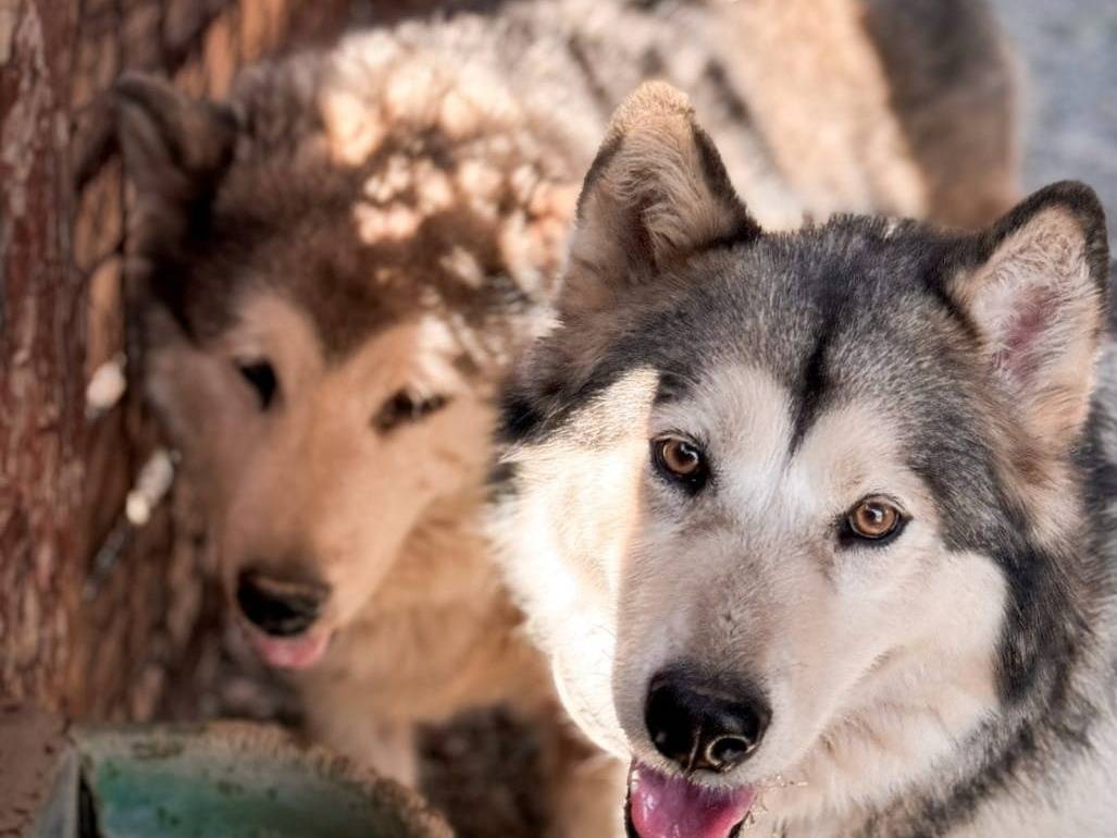 Foto dell'animale