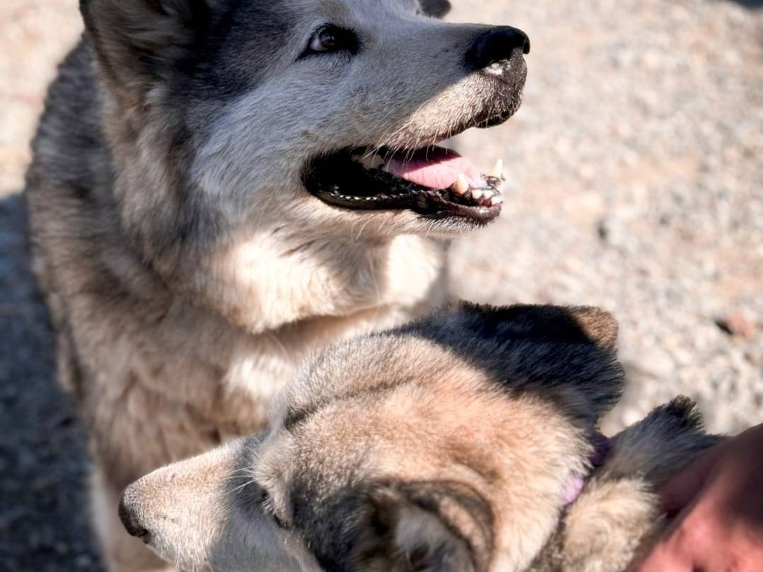 Adotta un cane, femmina, 10 anni  e 10 mesi , Crotone