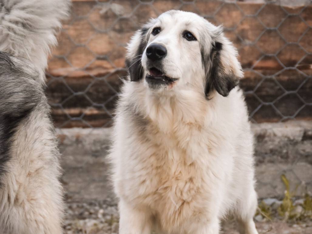 Adozione cane, femmina, Razza sconosciuta Razza sconosciuta, 2 anni  e 9 mesi , taglia media, Crotone