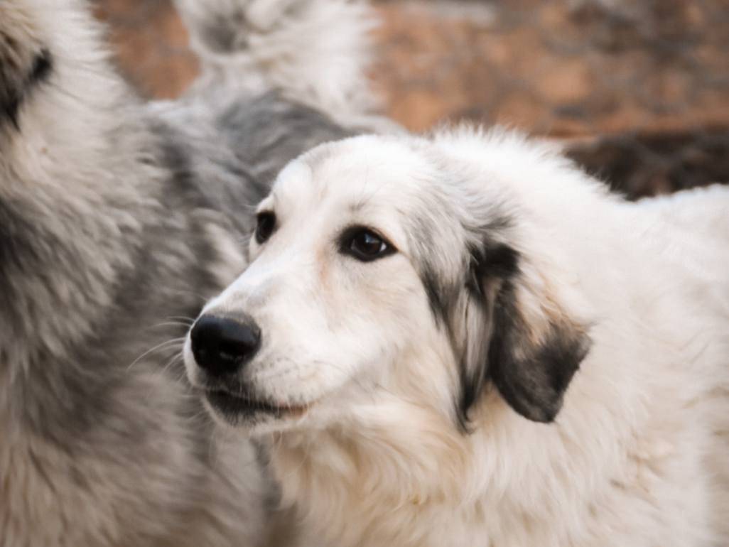 Adotta un cane, femmina, 2 anni  e 9 mesi , Crotone