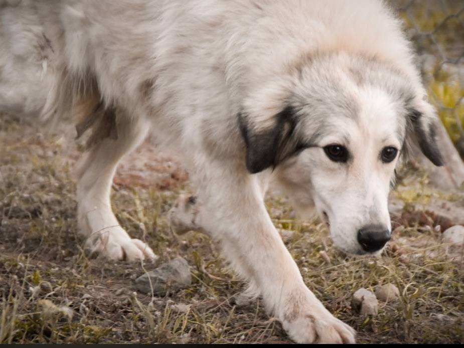 Vuoi adottare un cane a Crotone?