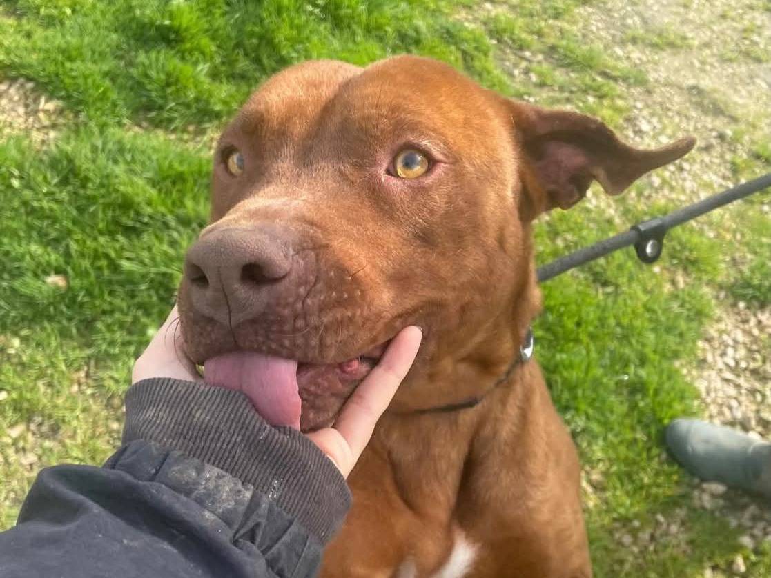 Foto dell'animale