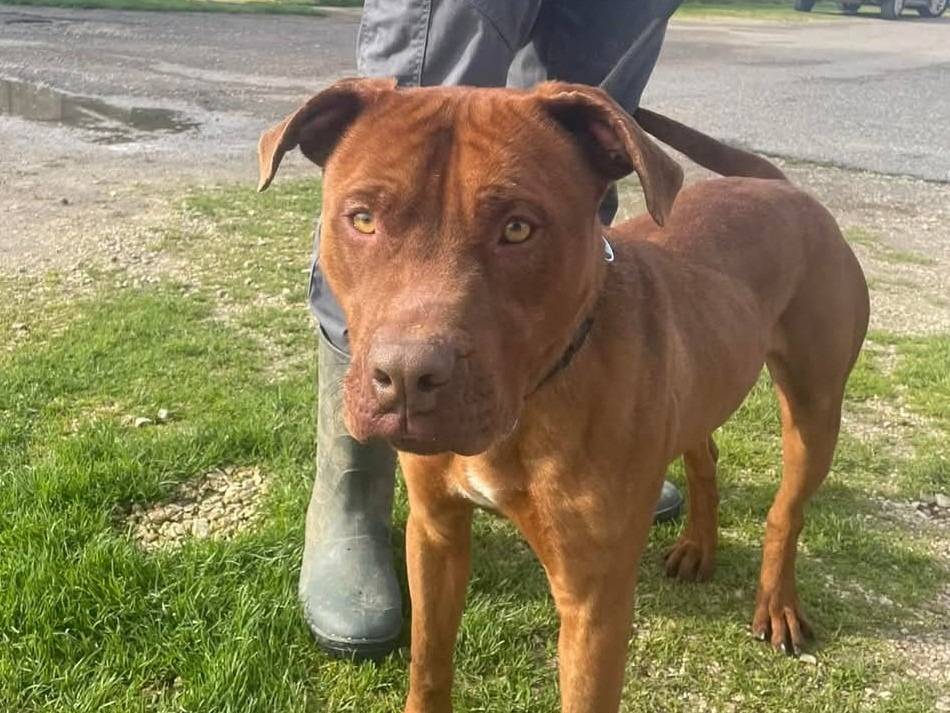 Adotta un cane, maschio, 6 anni  e 5 mesi , Latina
