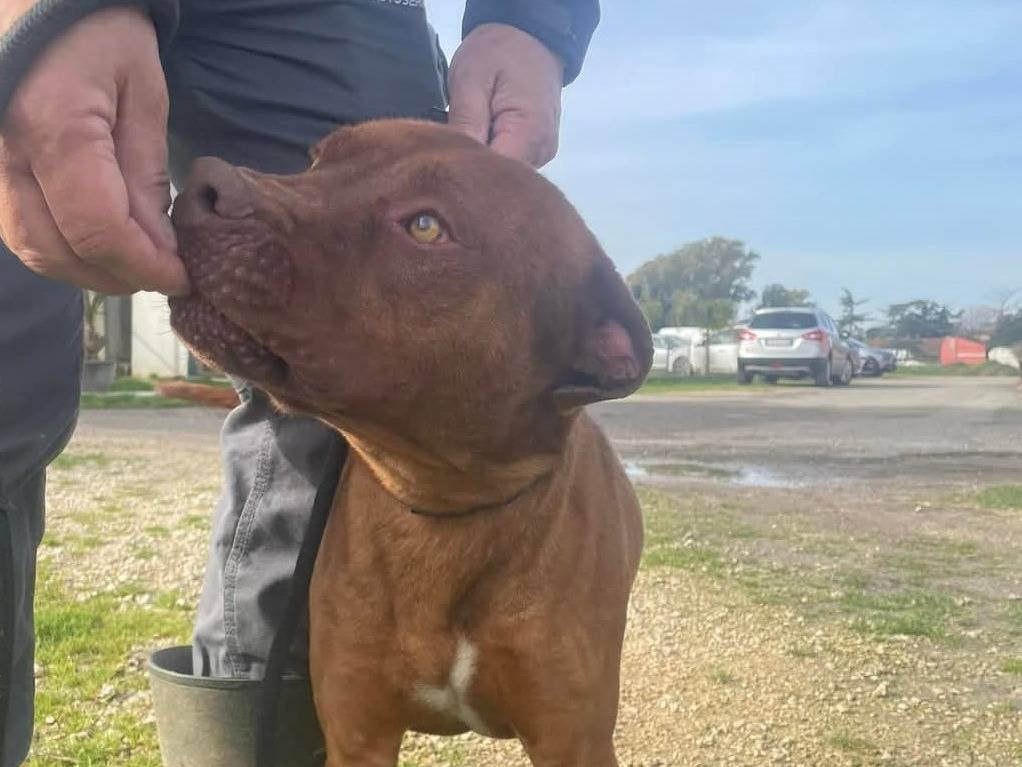 Adotta un cane, taglia media, maschio, Latina