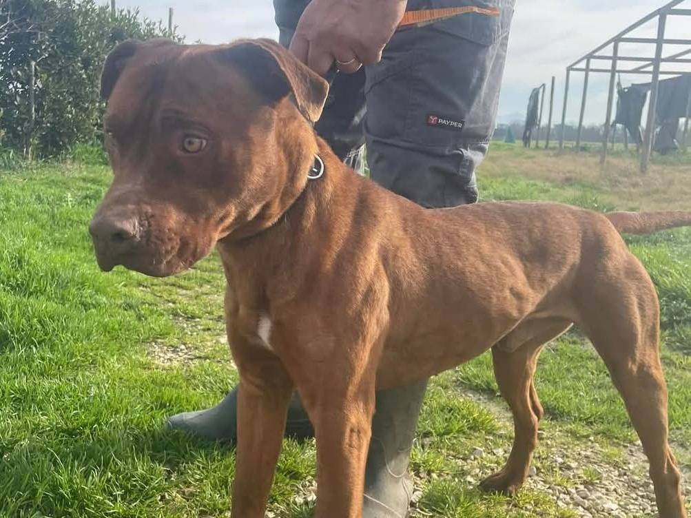 Vuoi adottare un cane a Latina?