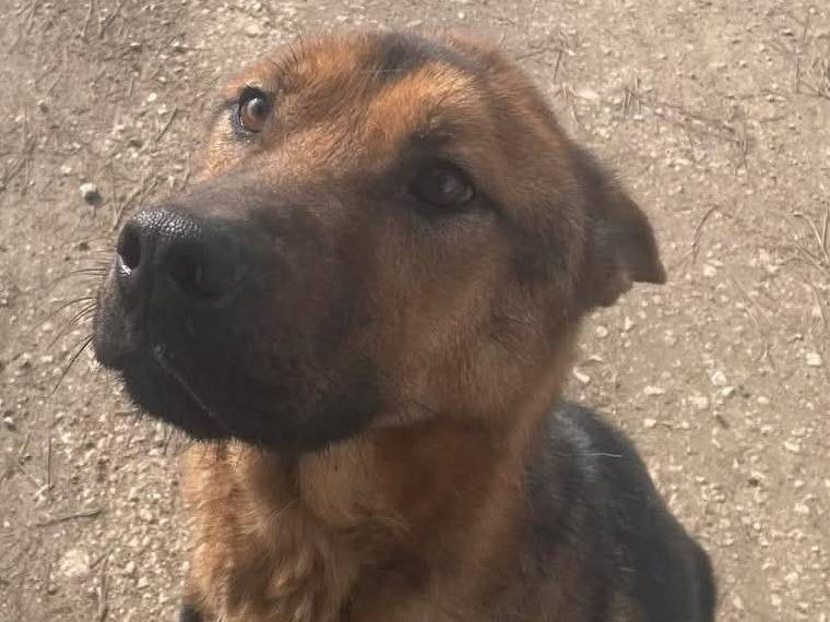 Adotta un cane, taglia grande, maschio, Latina