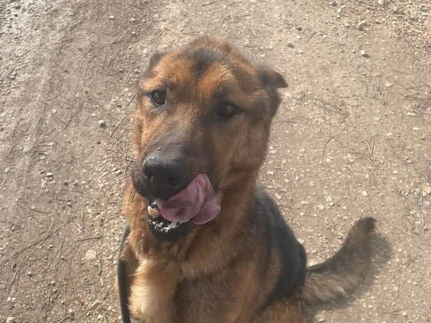Vuoi adottare un cane a Latina?