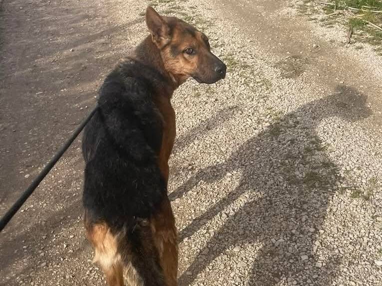 Adotta il cane Cateno a Latina