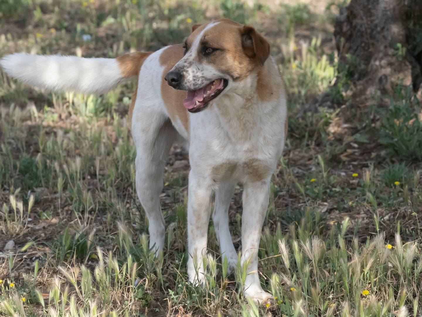 Adotta un cane, maschio, 3 anni  e 6 mesi , Foggia