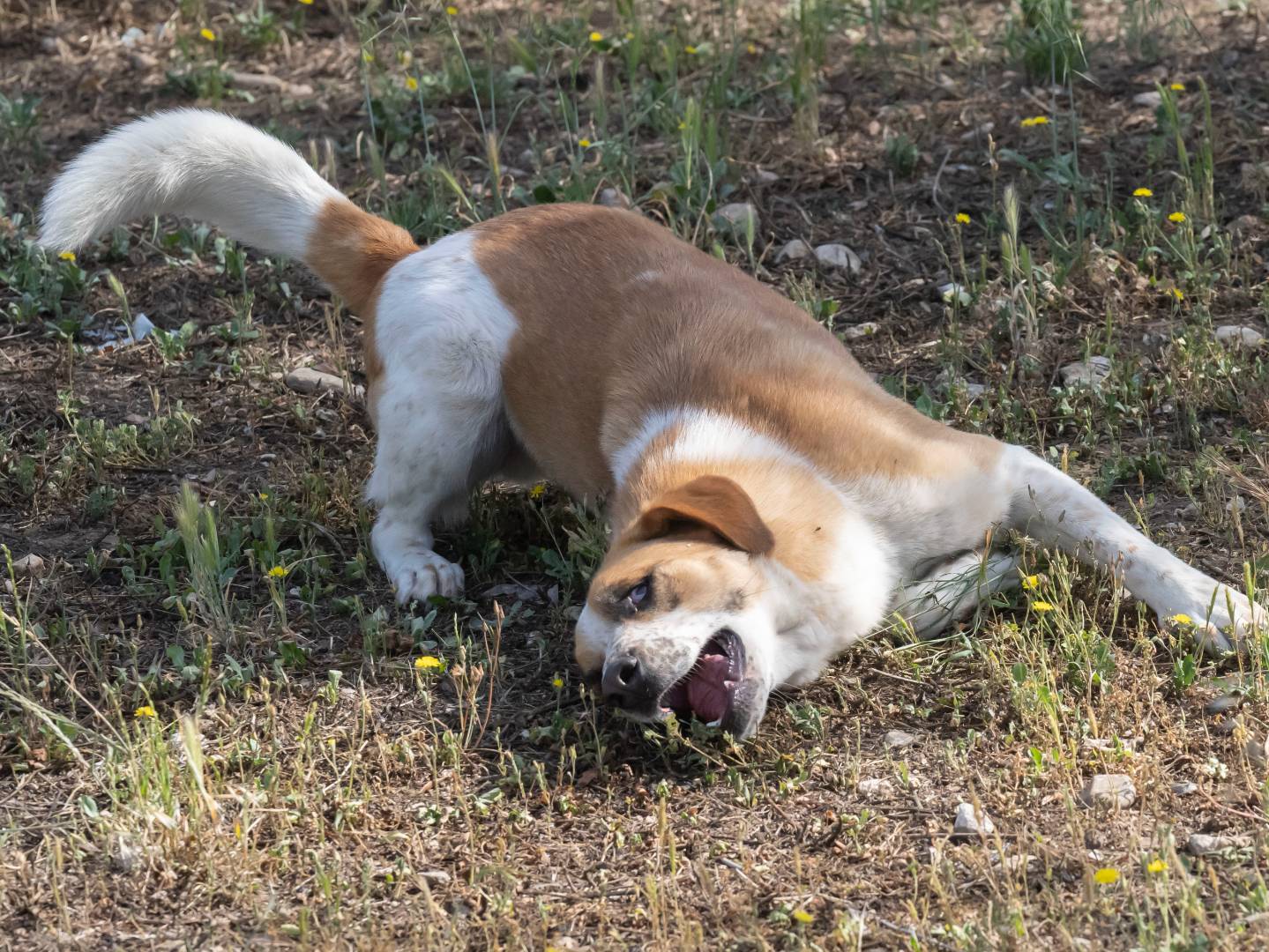 Adotta il cane Whisky a Foggia