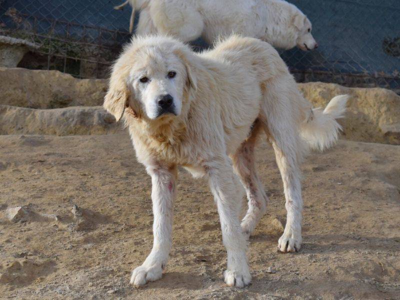 Adotta un cane, maschio, 5 anni  e 1 mese, Matera