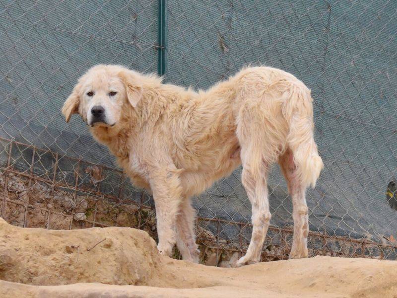 Adotta un cane, taglia grande, maschio, Matera