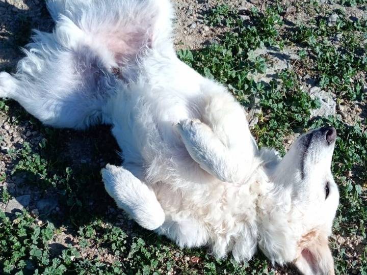 Adotta un cane, maschio, 1 anno e 3 mesi, Nuoro