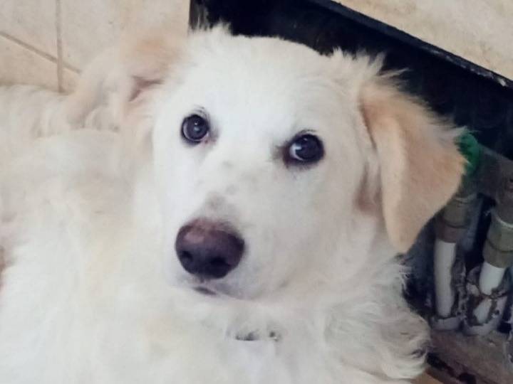 Vuoi adottare un cane a Nuoro?