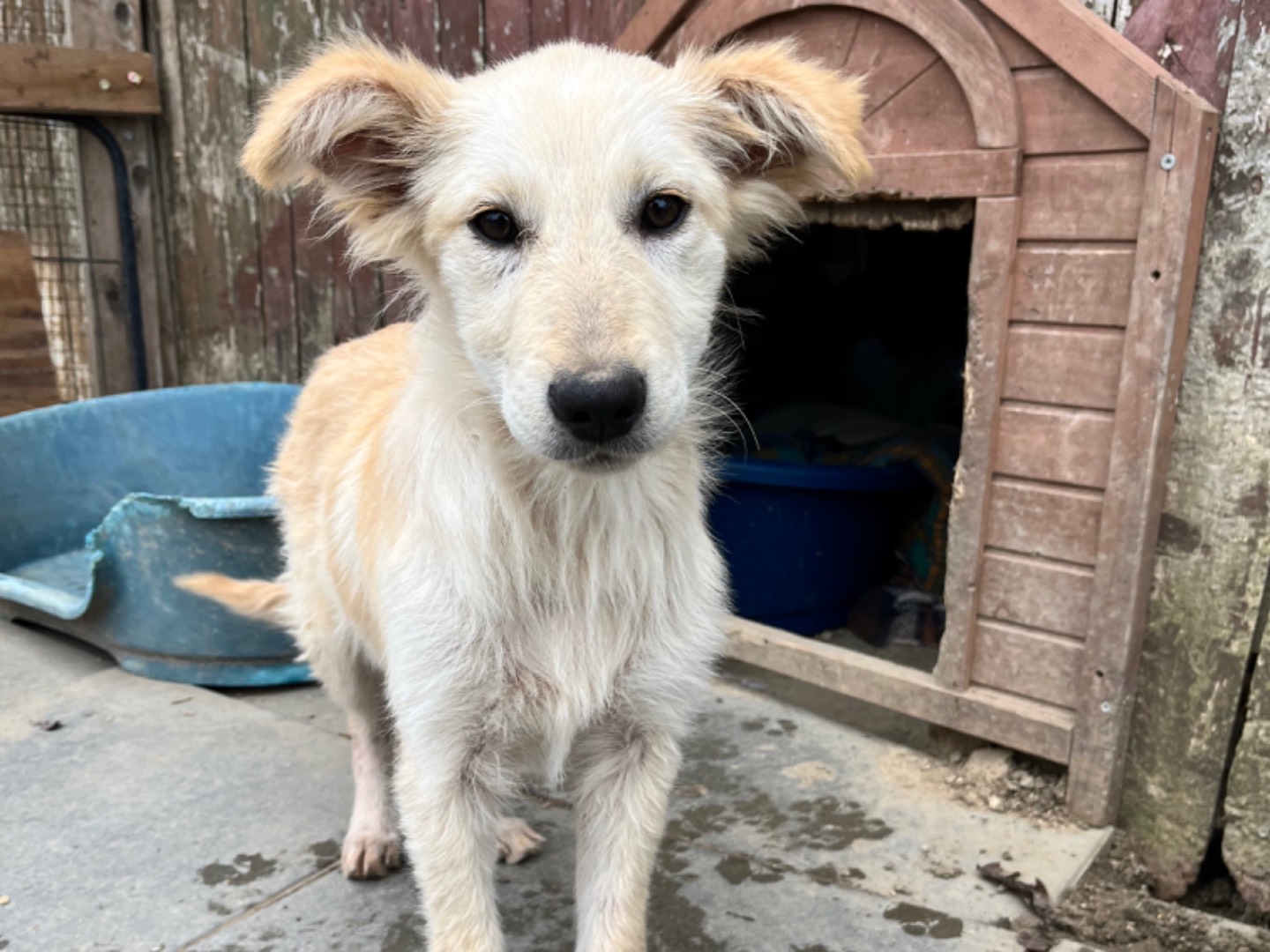 Adotta un cane, femmina, -9 mesi, Chieti