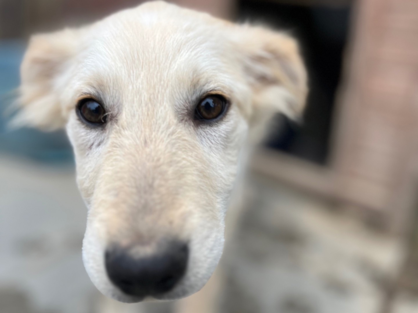 Vuoi adottare un cane a Chieti?